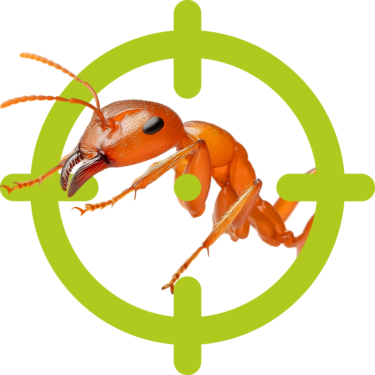 Ameisen | EXento GmbH Schädlingsbekämpfung