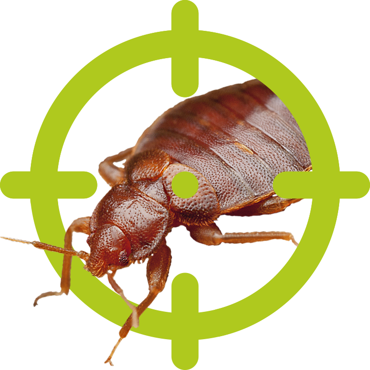 Bettwanzen | EXento GmbH Schädlingsbekämpfung