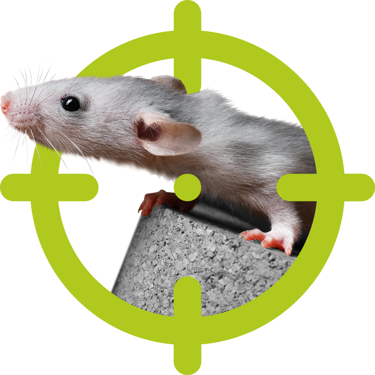 Mäuse und Ratten | EXento GmbH Schädlingsbekämpfung Mäuse und Ratten | EXento GmbH Schädlingsbekämpfung