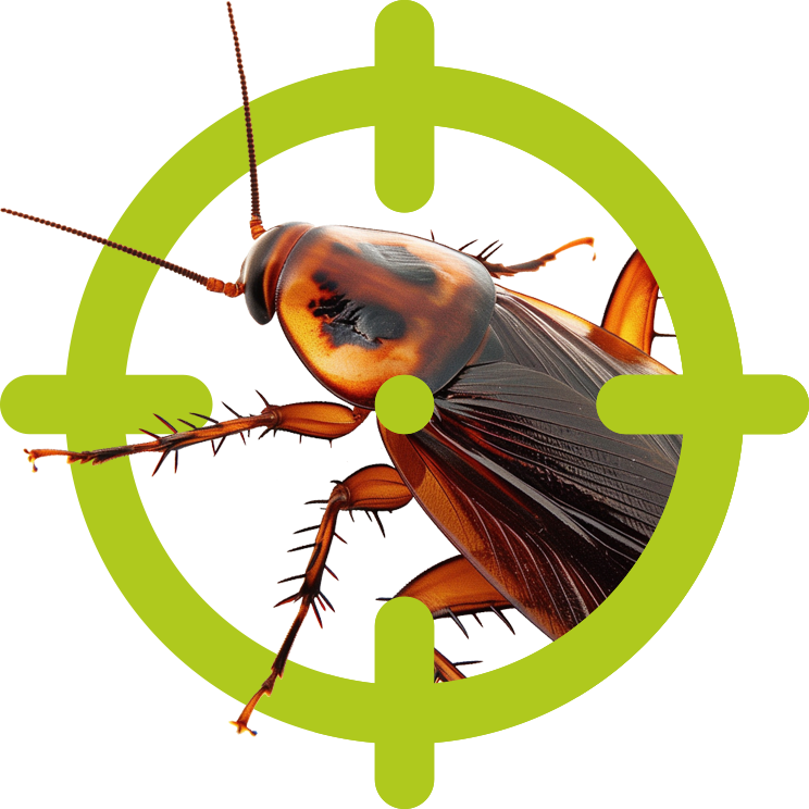 Schaben / Kakerlaken | EXento GmbH Schädlingsbekämpfung