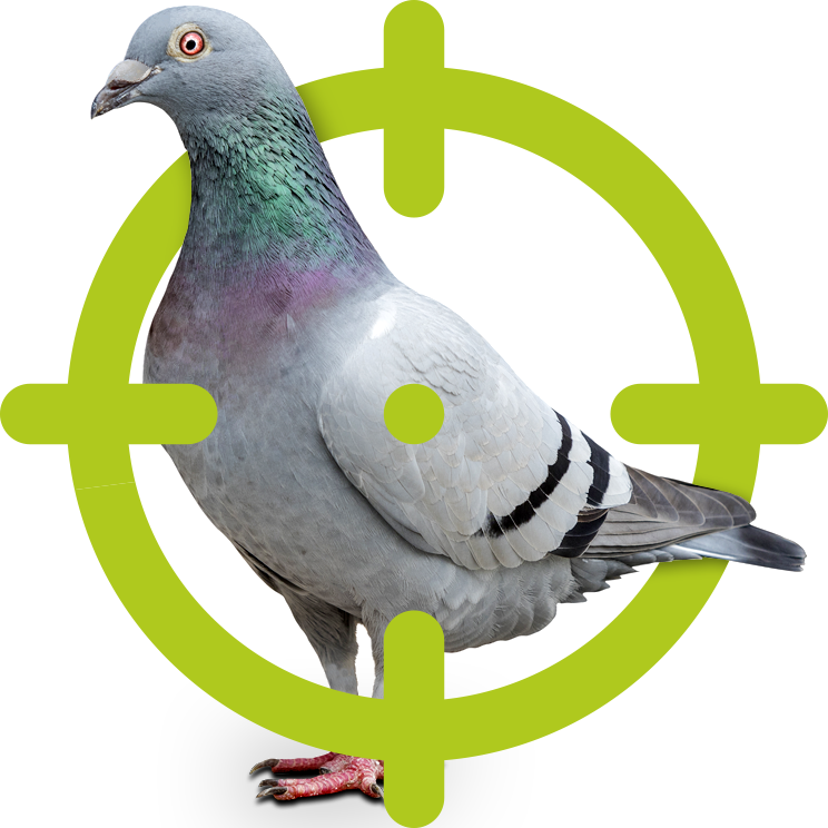 Tauben | EXento GmbH Schädlingsbekämpfung Tauben | EXento GmbH Schädlingsbekämpfung