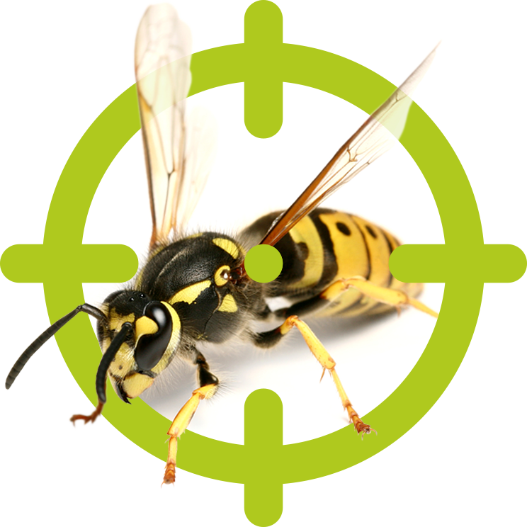 Wespen bekämpfen | EXento GmbH Schädlingsbekämpfung Wespen bekämpfen | EXento GmbH Schädlingsbekämpfung