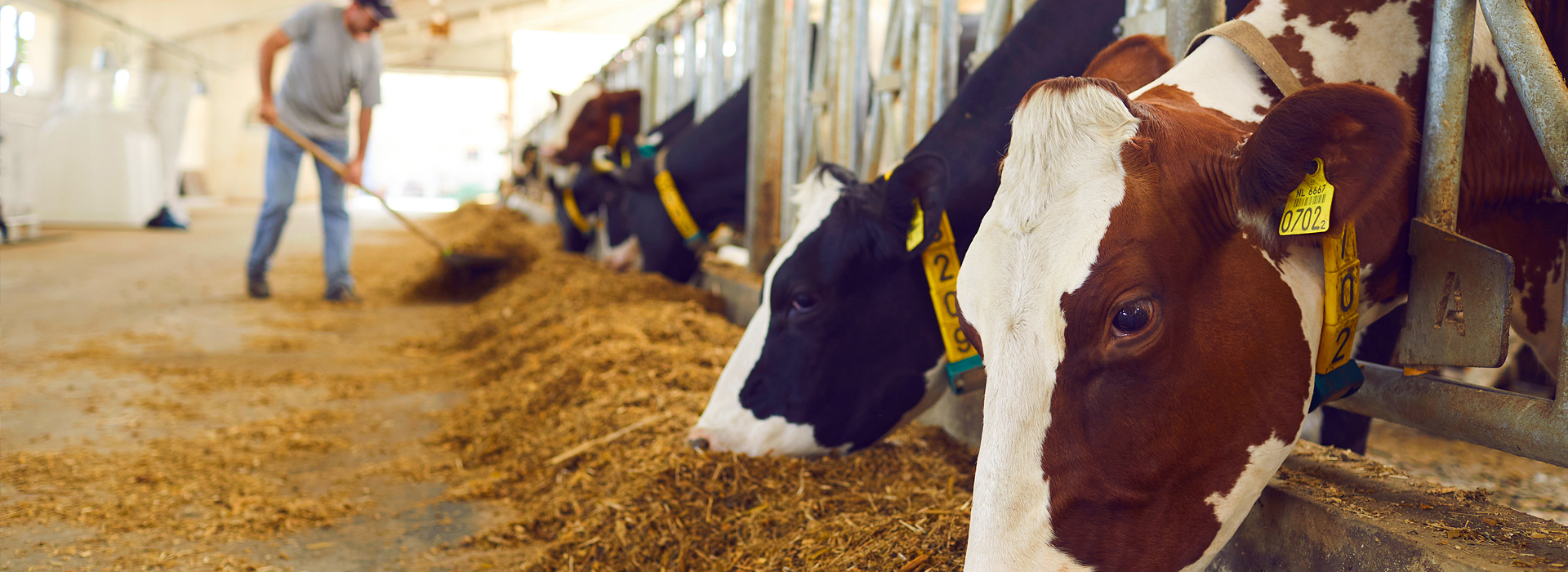 Landwirtschaft / Kuhstall | Firmenkunden | EXento GmbH Schädlingsbekämpfung