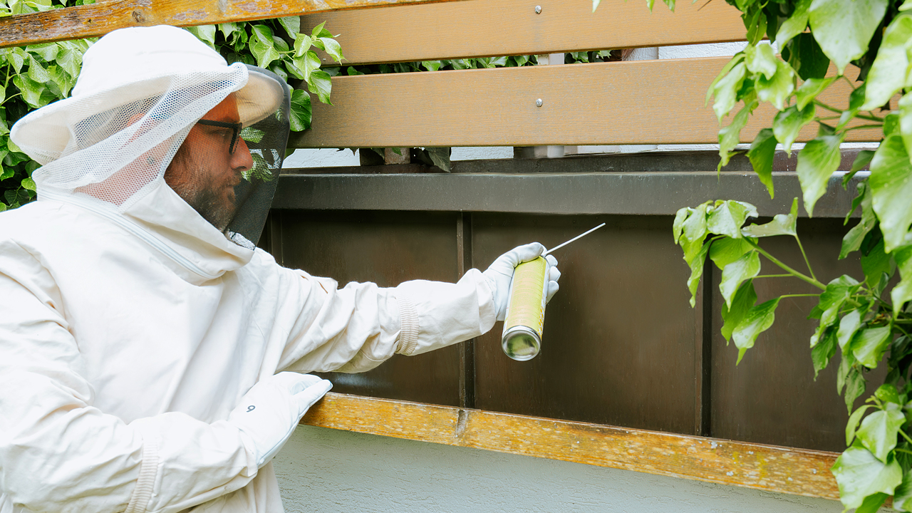 Spray / Puder / Schaum | Wespen | EXento GmbH Schädlingsbekämpfung Spray / Puder / Schaum | Wespen | EXento GmbH Schädlingsbekämpfung